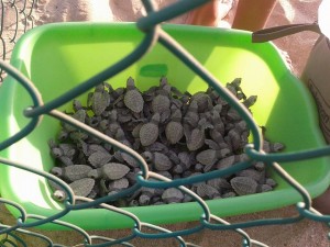 Tortugas Liberadas en Cabo San Lucas