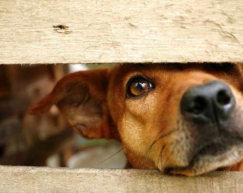 ladrones de perros en china