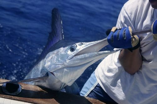 Bisbee: El torneo de pesca más esperado del año