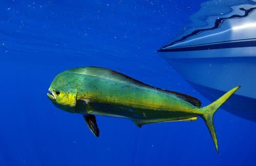 torneos de pesca en Mazatlán