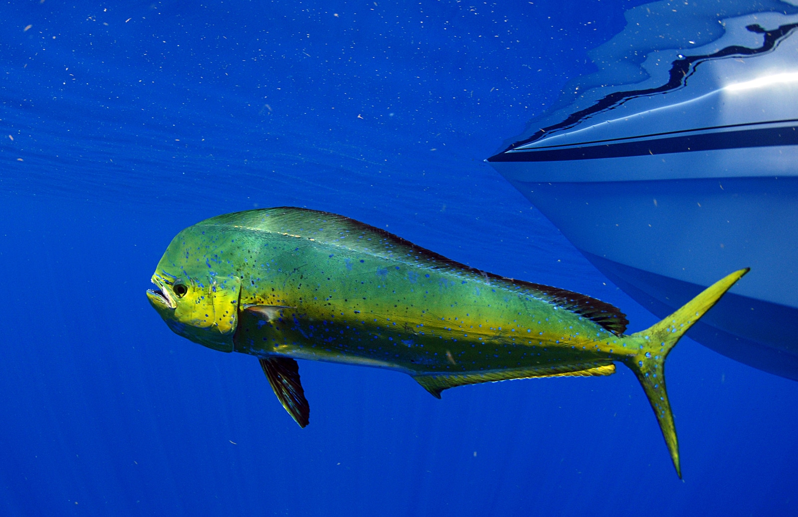 torneos de pesca en Mazatlán