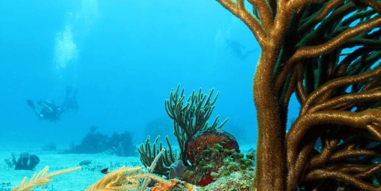 El Cid en Cozumel se prepara para un invierno y primavera ocupados.