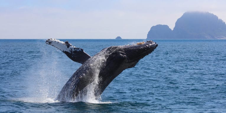 El Cid Vacations Club Destaca: Avistamiento de Ballenas y Otros Tours