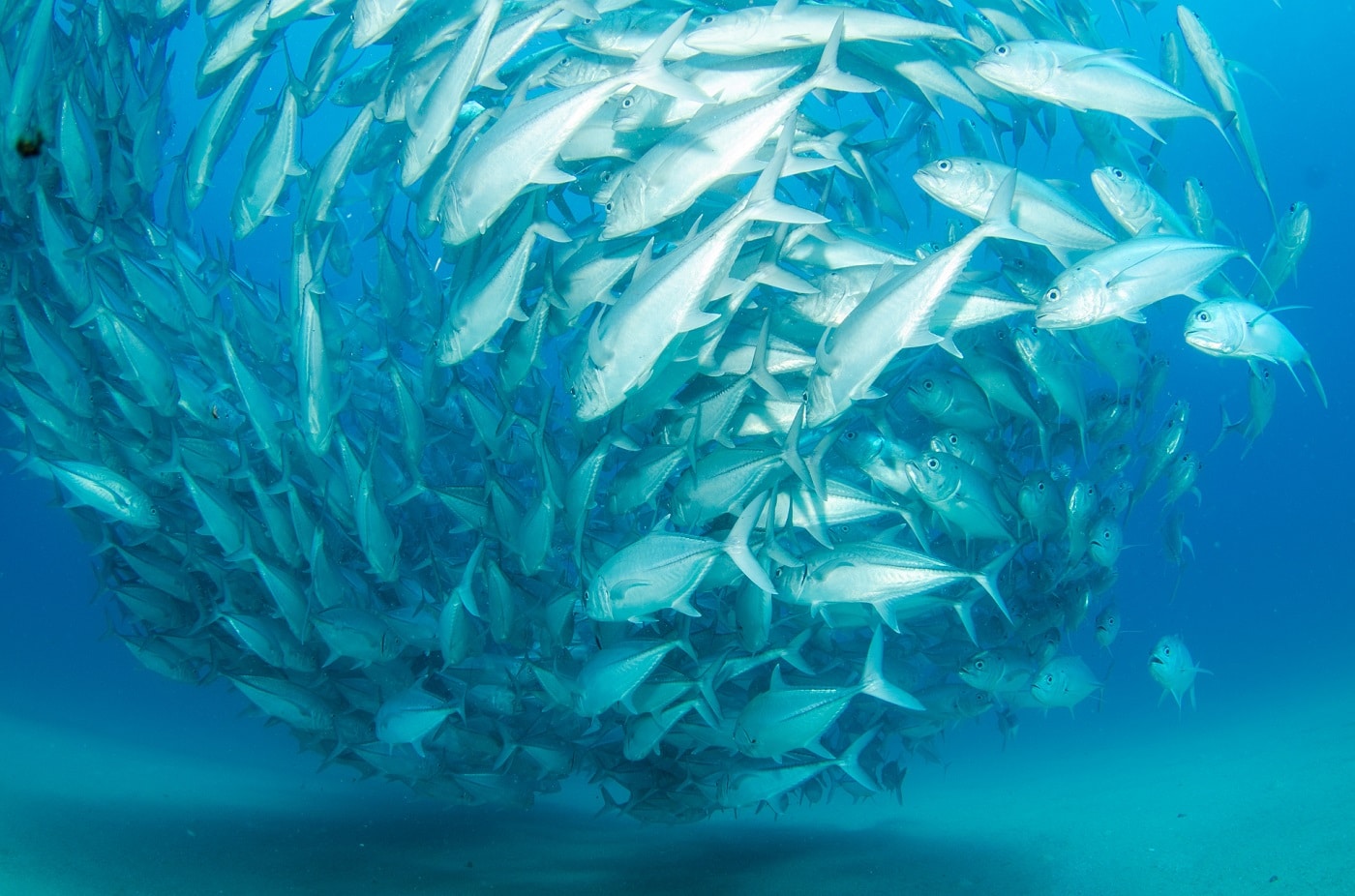 torneos de pesca deportiva en los cabos