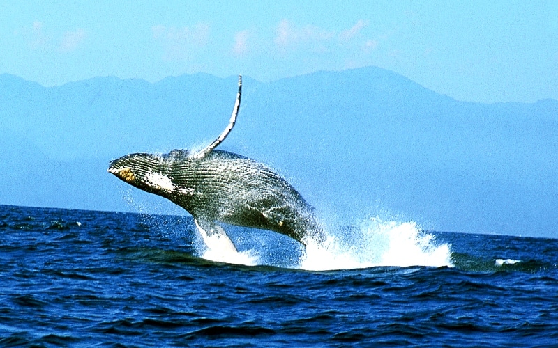 Avistamiento de ballenas en Puerto Vallarta