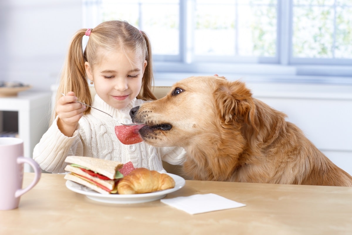 Alimento saludable para perros