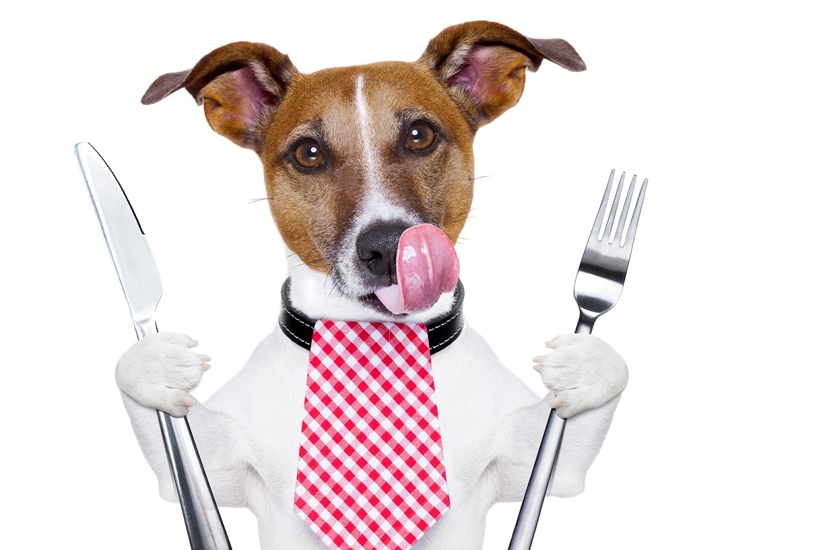 Alimentos humanos malos para perros