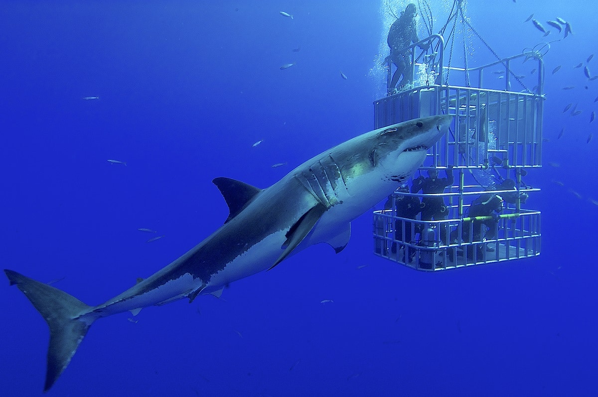buceo en jaula con tiburones blancos