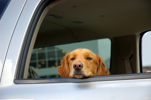 consecuencias de dejar a tu perro en el carro