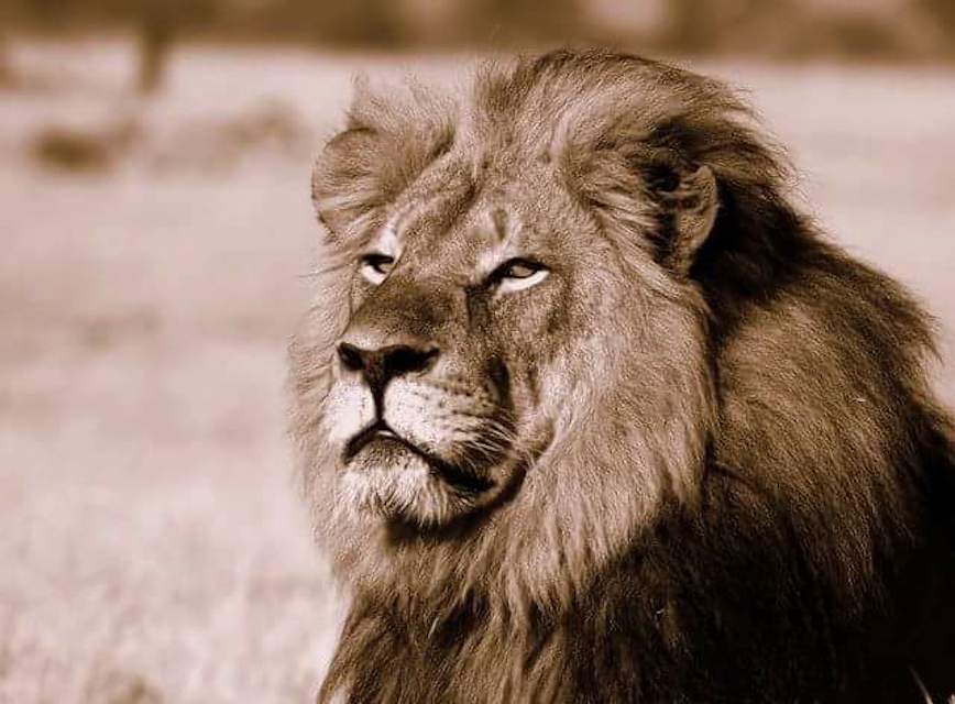el dentista que asesinó al león Cecil