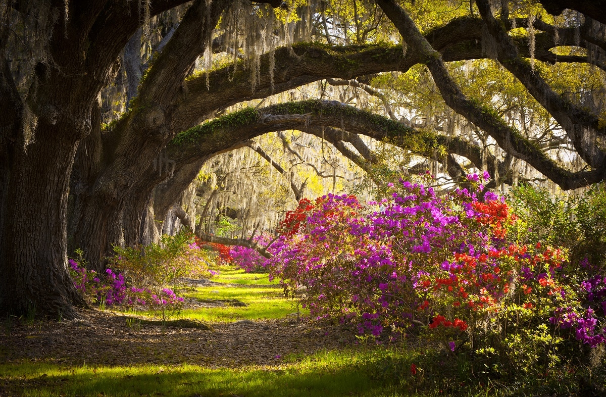 las mejores atracciones de Charleston