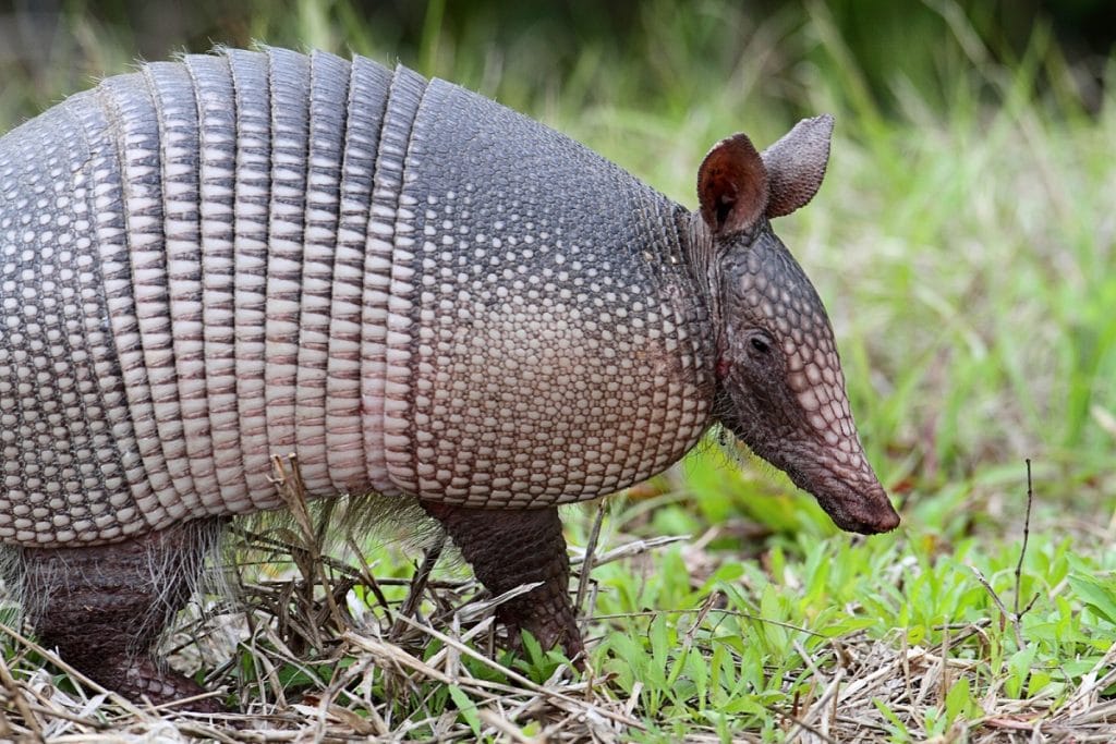 armadillo homes texas