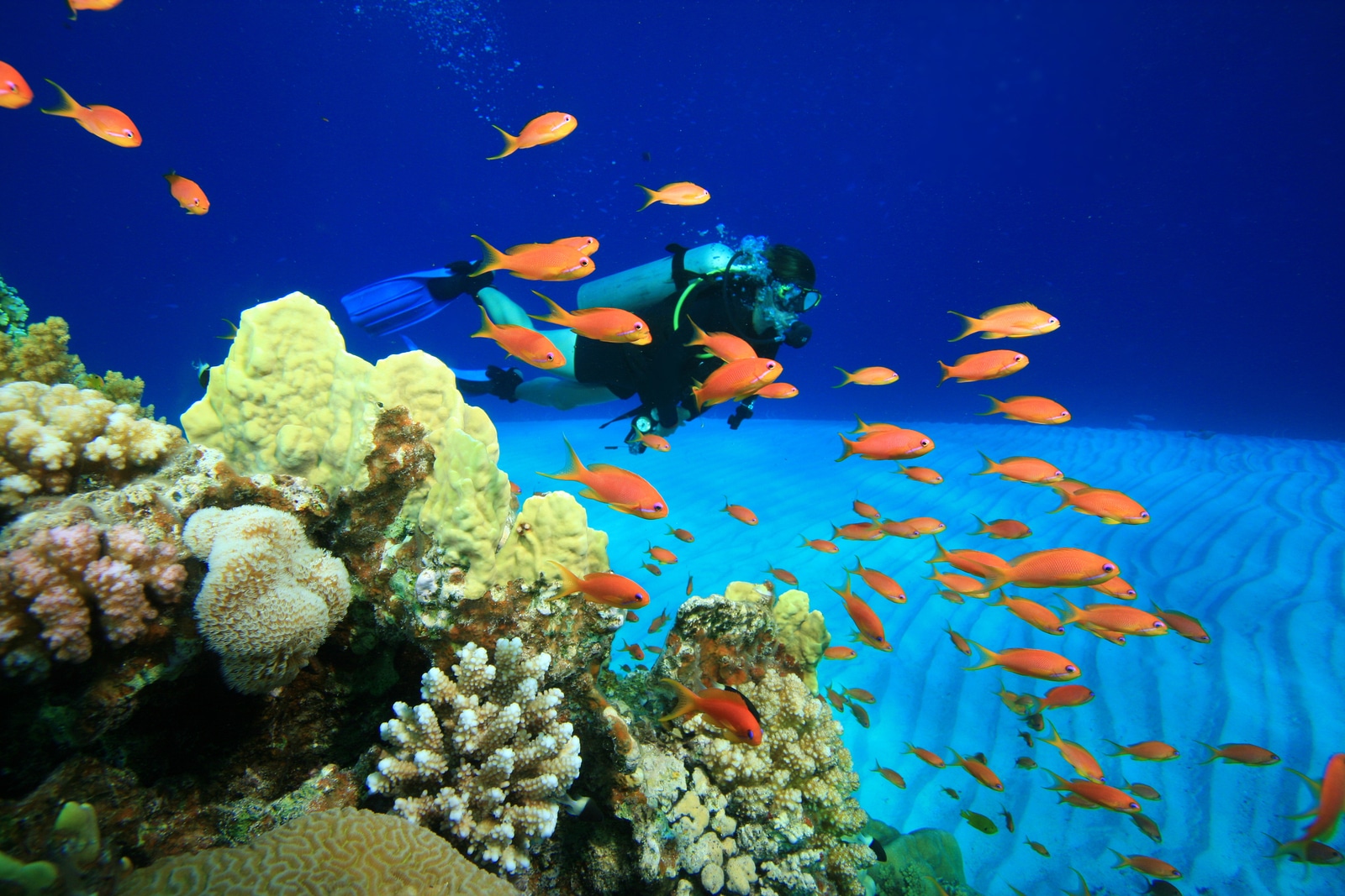 Top 5 de lugares para practicar buceo en Los Cabos