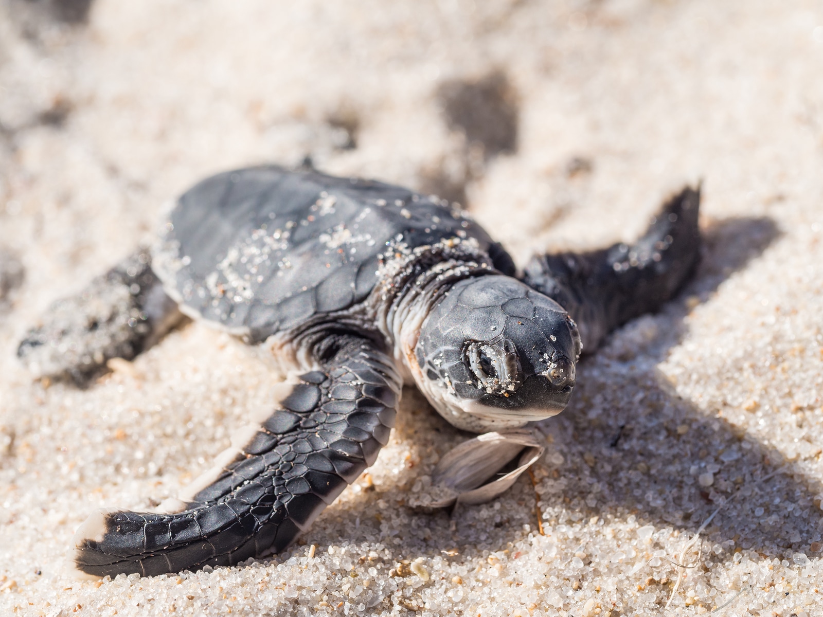 liberación de tortugas marinas en Cabo