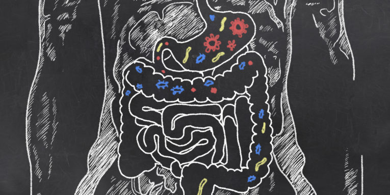 La importancia de los probióticos en nuestro cuerpo