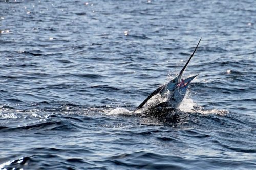 Los Cabos Razones para Visitarlo y Practicar La Pesca Deportiva. Los Cabos pesca de marlin
