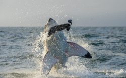 Como en la Película Se Reporta Ataque de Tiburón en Cabo Cod