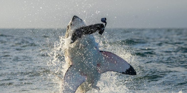 Como en la Película Se Reporta Ataque de Tiburón en Cabo Cod