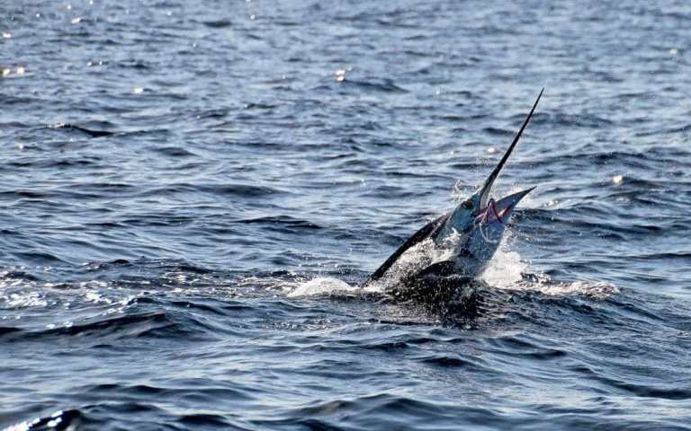 temporada de pesca los cabos, torneo de pesca los cabos 2019, torneo bisbees, bisbees 2019, bisbee's fishing tournament los cabos, bisbee tournament cabo 2019, bisbee 2019, vacaciones en los cabos, viajes a los cabos todo incluido 2019, vacaciones en los cabos todo incluido, hoteles todo incluido en san jose del cabo, hacienda encantada resort & residences, hacienda encantada resort & residences los cabos, hacienda encantada los cabos, hacienda encantada resort & residences all inclusive, hacienda encantada resort & residences cabo san lucas bcs