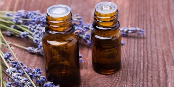 aceite de lavanda, beneficios del aceite de lavanda, aceite de lavanda para perros, como aplicar aceites esenciales en perros, lavanda para evitar pulgas, uso de aceites esenciales en mascotas