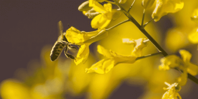 jardin para abejas, como hacer un jardín para abejas, abejas y flores, consejos de jardineria, jardinería en casa, consejos para cuidar las plantas