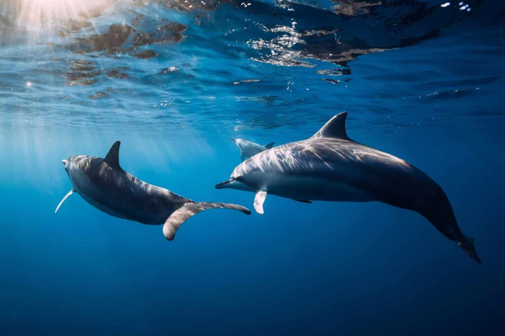 dolphin safe, marcas de atún dolphin safe, dolphin safe certificado, sello dolphin safe, caso dolphin safe, atún dolphin safe, caso atún delfines