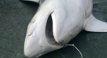 carne de tiburón, peligros de la carne de tiburón, daños que causa la carne de tiburón, la carne de tiburón es tóxica, alimentos potencialmente peligrosos