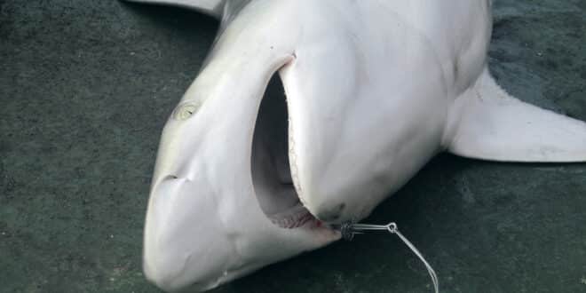 köpekbalığı eti, köpekbalığı etinin tehlikeleri, köpekbalığı etinin verdiği zararlar, köpekbalığı eti zehirlidir, potansiyel olarak tehlikeli yiyecekler