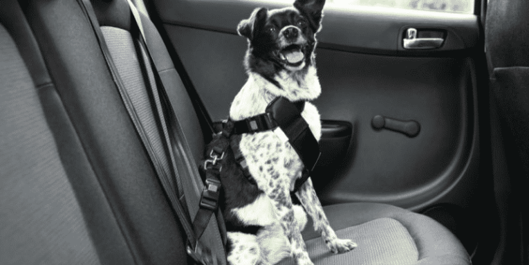 tips para viajar con perros, consejos para viajar con perros en auto, recomendaciones para viajar con perros, viajes largos con perros, viajar en carretera con perro
