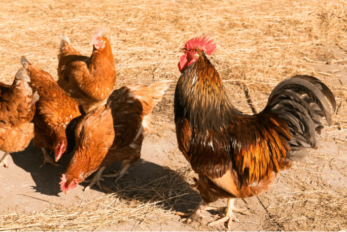 criar pollos, como criar pollos en casa, pasos para criar pollos en casa, consejos para criar pollos, consejos para criar gallinas