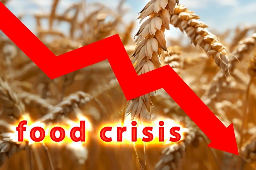 escasez de alimentos, escasez de alimentos para el 2022, escasez de alimentos en el mundo, causas de la escasez de alimentos