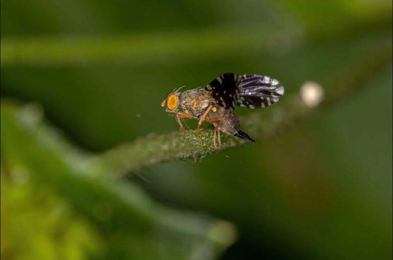 Cómo alejar a moscas de la fruta con vinagre blanco
