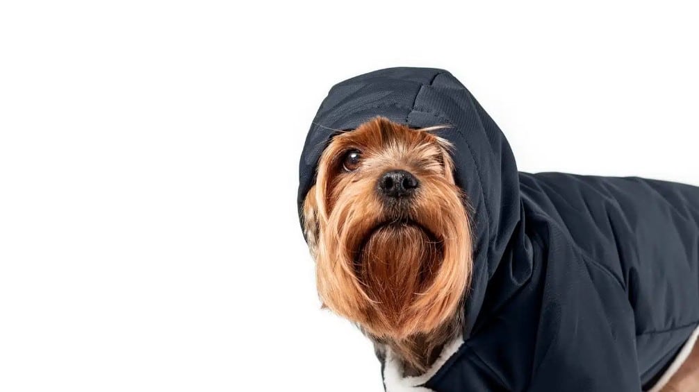 como elegir el mejor abrigo para tu perro, abrigo para perro, ropa de invierno para perros, sueter para perro, chamarra para perro
