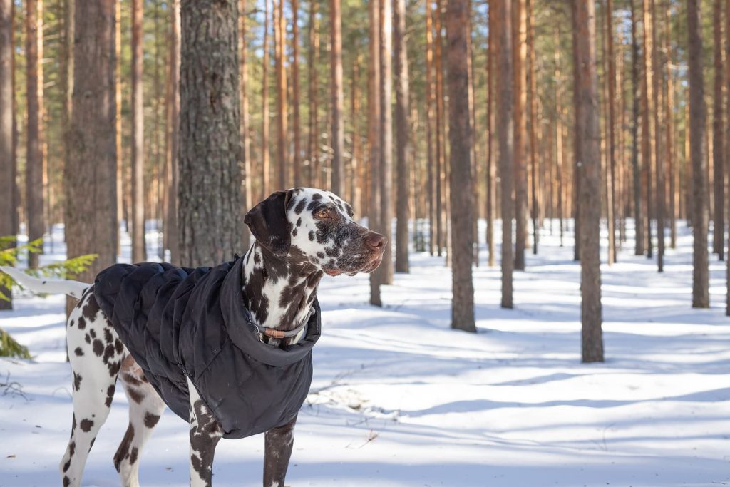 como elegir el mejor abrigo para tu perro, abrigo para perro, ropa de invierno para perros, sueter para perro, chamarra para perro
