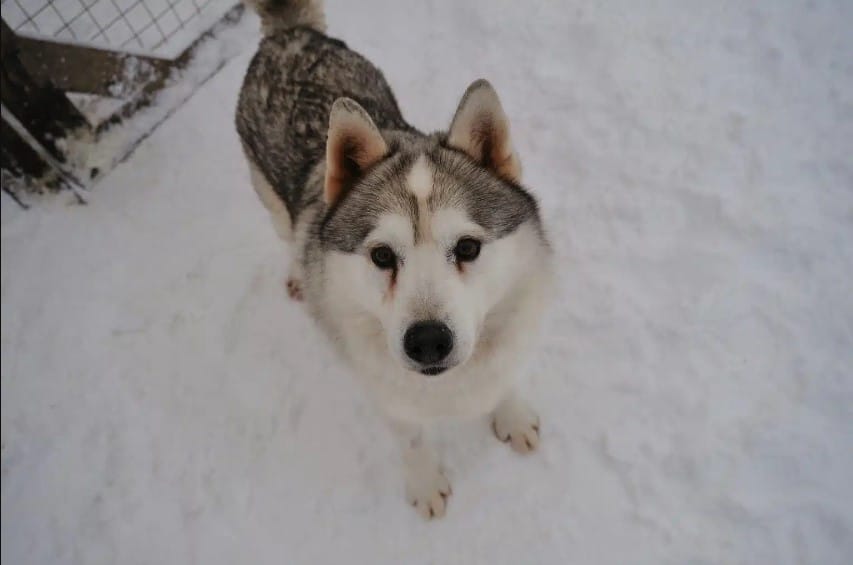 husky siberiano, husky de alaska, malamute de alaska, diferencia entre perro alaska y husky siberiano, diferencia entre husky y malamute
