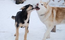 husky siberiano, husky de alaska, malamute de alaska, diferencia entre perro alaska y husky siberiano, diferencia entre husky y malamute